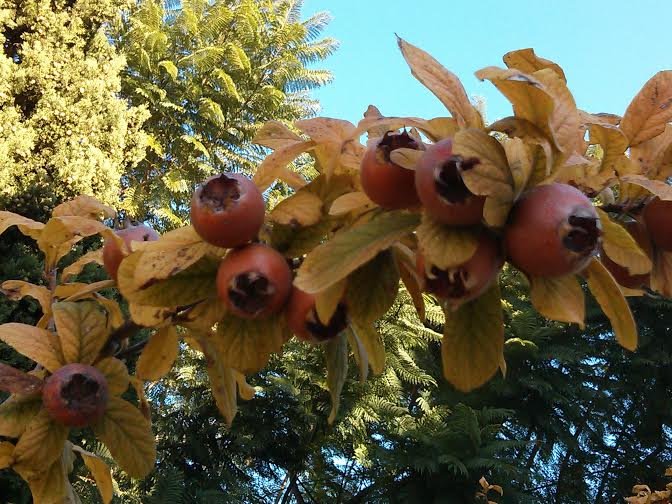 El Nespler de los jardines del Hotel Sol, Benicarló, de Dora Blasco