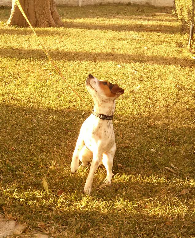 La mascota Jake en el Hotel Sol Benicarló, de Dora Blasco