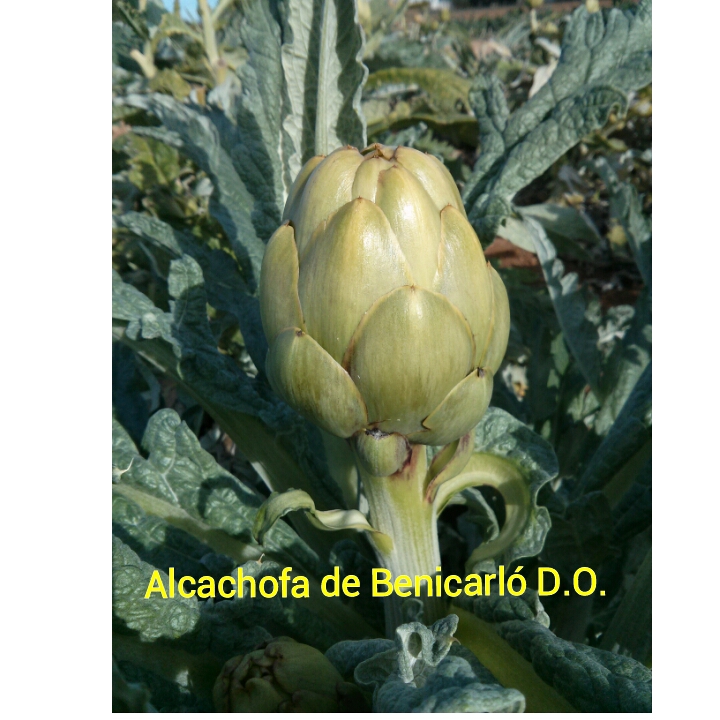 El elemento clave, la Alcachofa de Benicarló