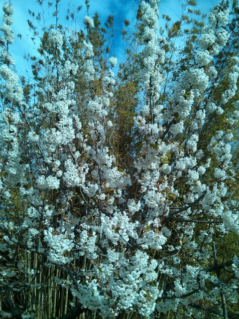 Cerezo en flor en el jardin del Hotel Sol Benicarló