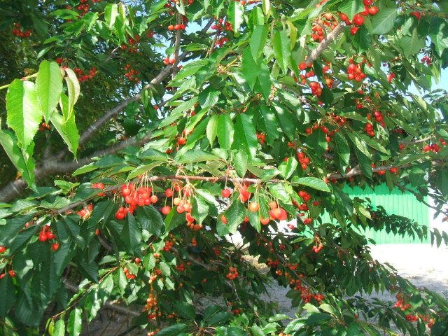 Junio mes de las cerezas en el jardin del Hotel Sol Benicarló