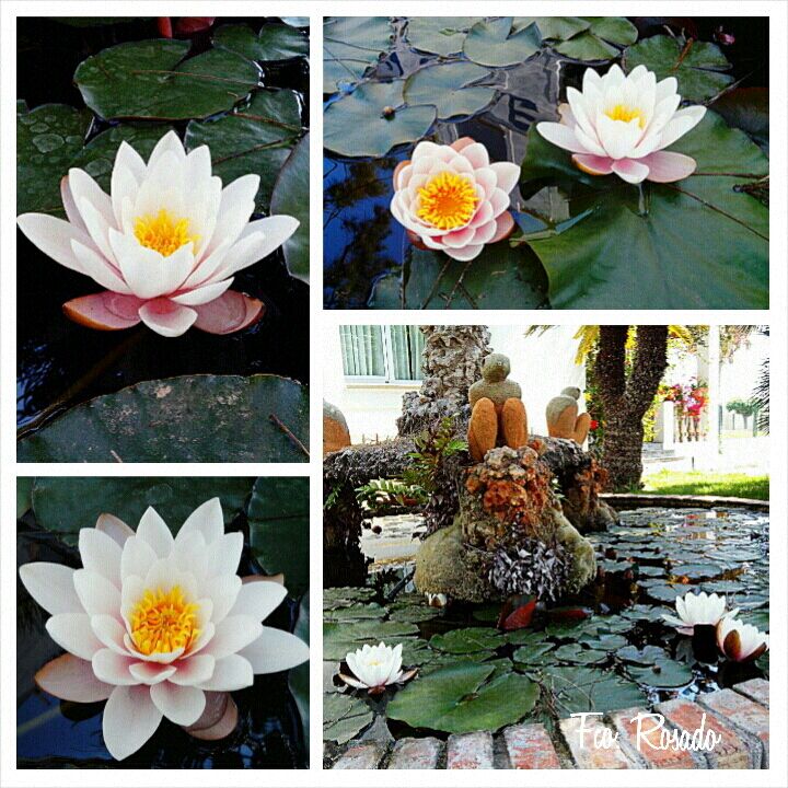 Nenúfares en el estanque del Hotel Sol Benicarlo