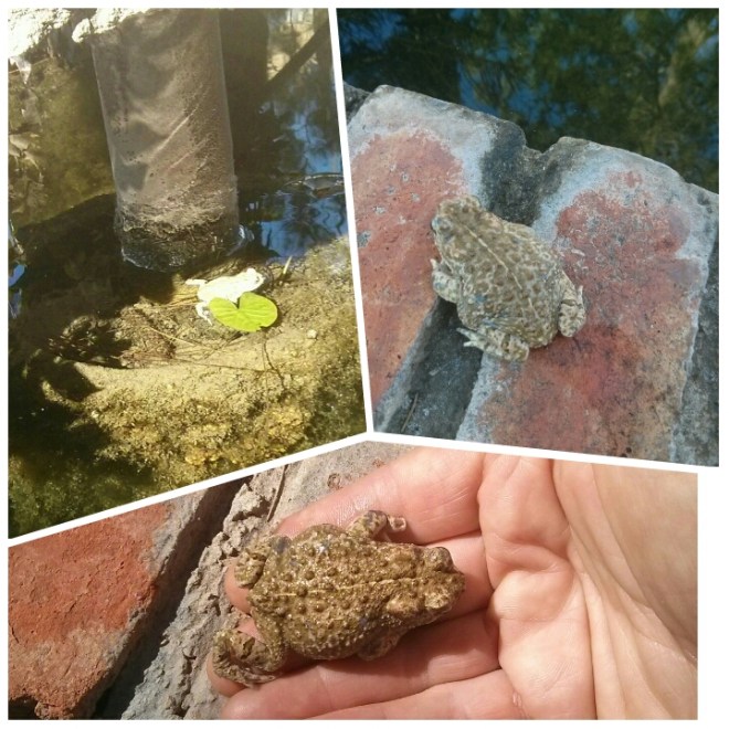 Tenemos un nuevo vecino, un sapo en el estanque de los peces en el Hotel Sol de Benicarló