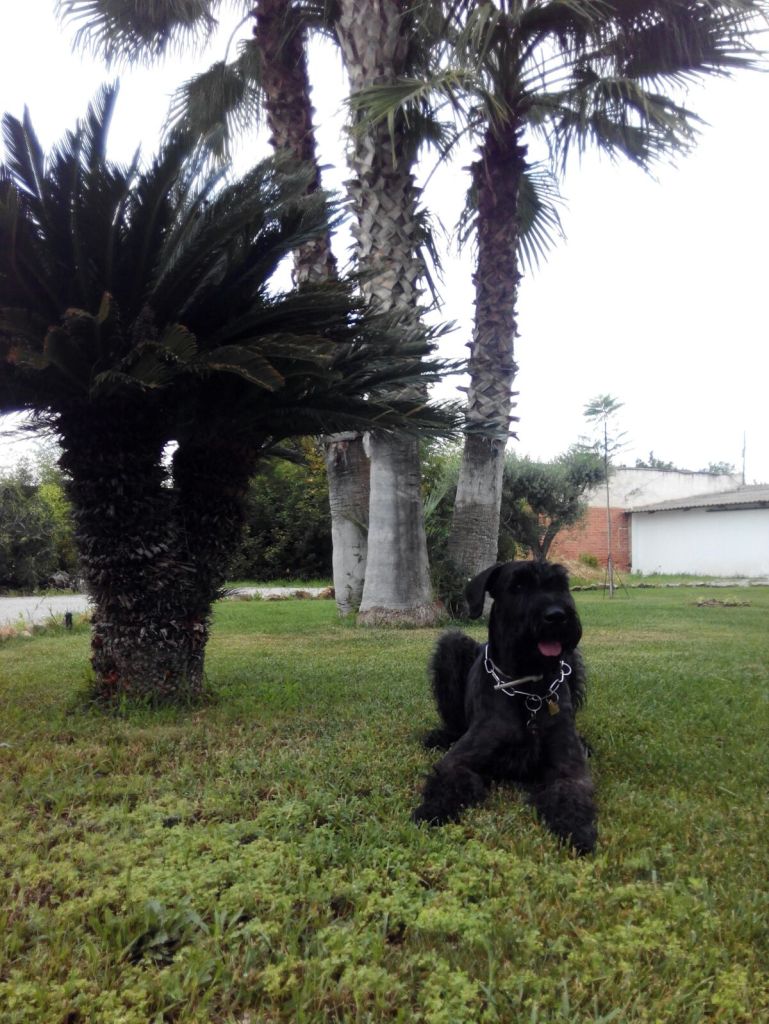 Coco en el jardín del Hotel Sol de Benicarló