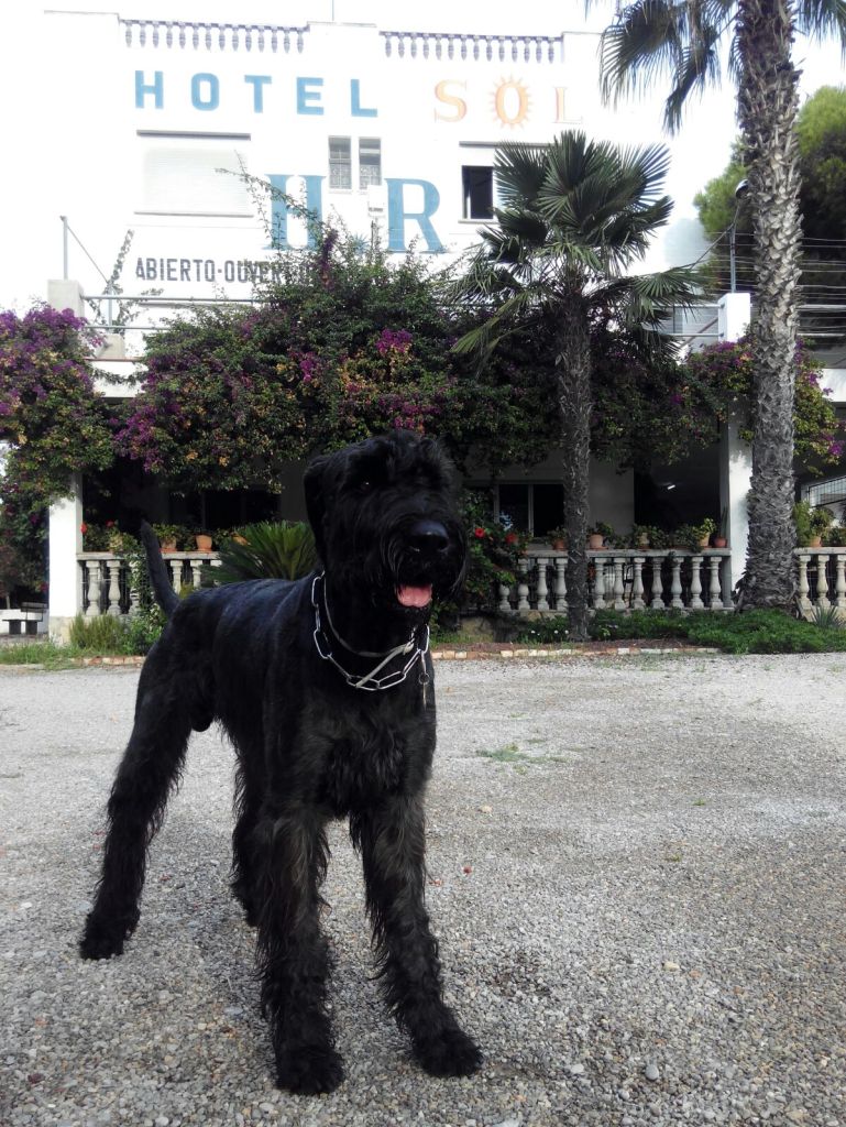 Las vacaciones de Coco en el Hotel Sol de Benicarló