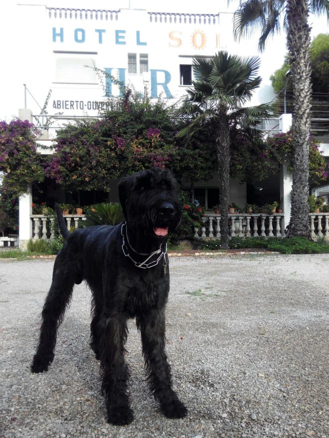 Las vacaciones de Coco en el Hotel Sol de Benicarló